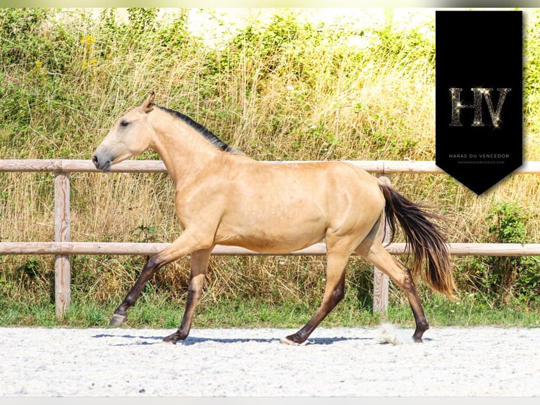 Lusitano Mare 3 years Buckskin in Marly-sous-Issy