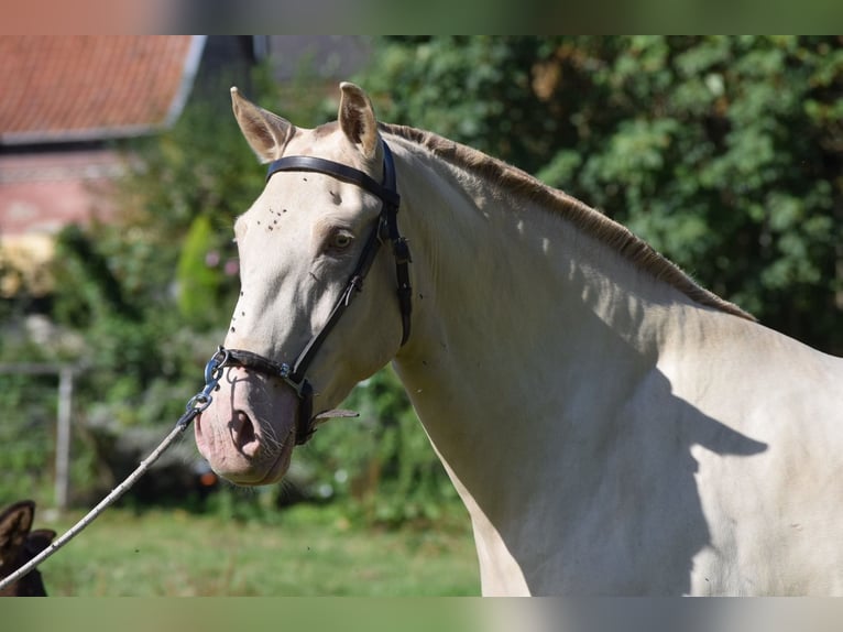 Lusitano Mare 3 years Cremello in Arras