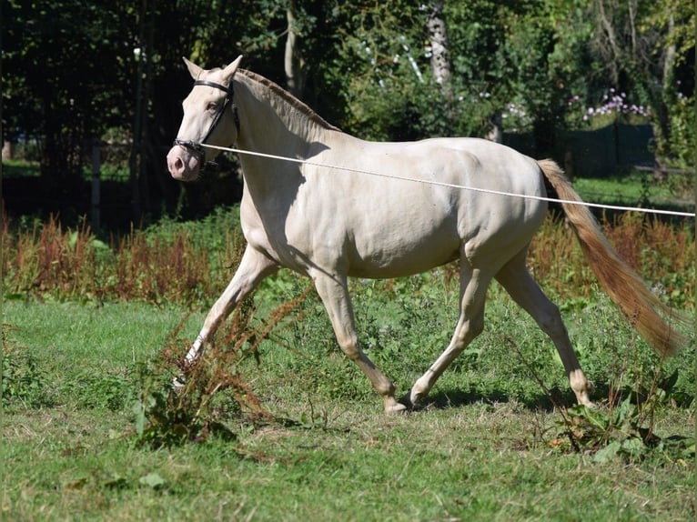 Lusitano Mare 3 years Cremello in Arras