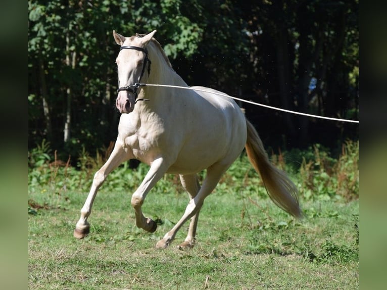 Lusitano Mare 3 years Cremello in Arras