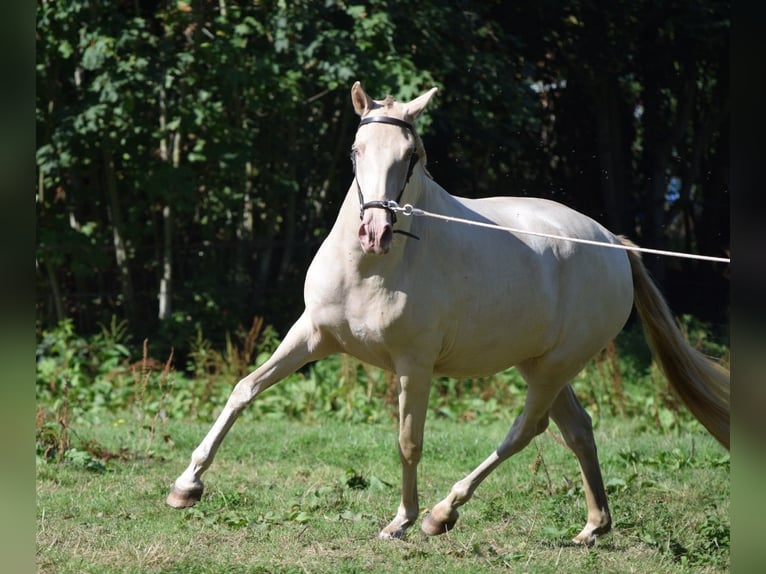 Lusitano Mare 3 years Cremello in Arras