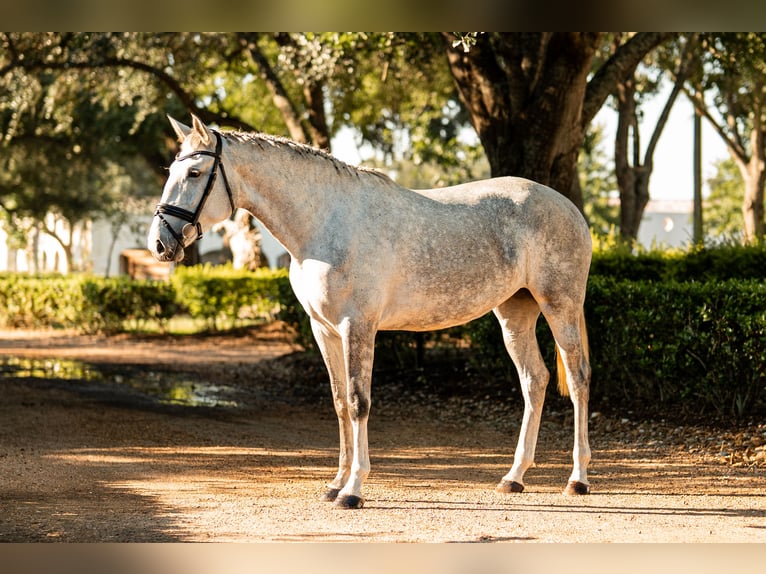 Lusitano Mare 3 years Grey in Magnolia