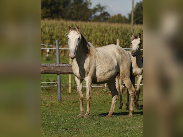 Lusitano Mix Mare 4 years 14,1 hh Champagne in Rödinghausen