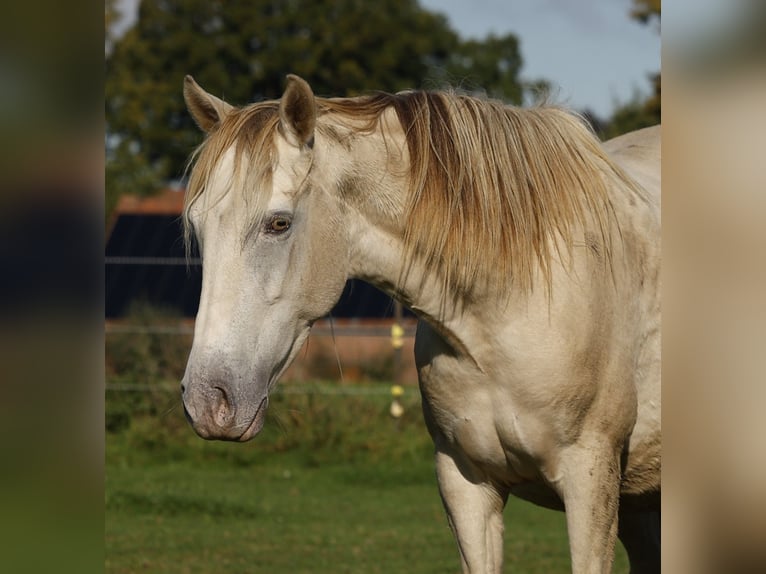 Lusitano Mix Mare 4 years 14,1 hh Champagne in Rödinghausen