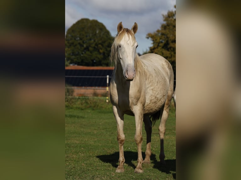 Lusitano Mix Mare 4 years 14,1 hh Champagne in Rödinghausen