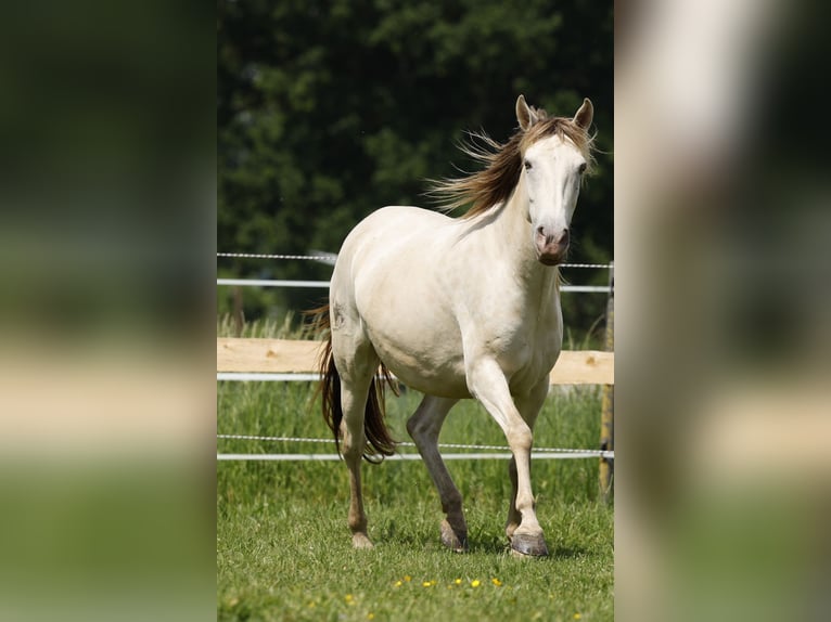 Lusitano Mix Mare 4 years 14,1 hh Champagne in Rödinghausen