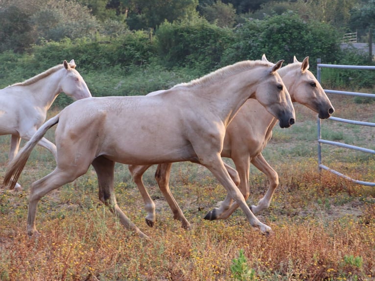 Lusitano Mare 4 years 14.1 hh Palomino in Cadriceira