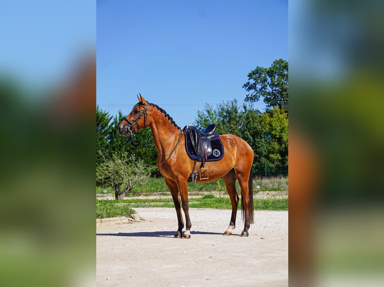 Lusitano Mare 4 years 14.2 hh Brown in Bouches-du-Rhône