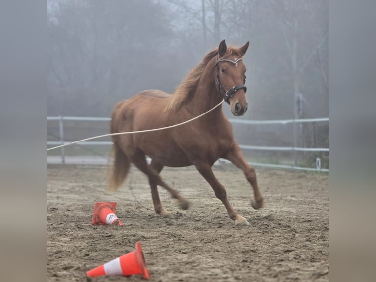 Lusitano Mix Mare 4 years 14.2 hh Chestnut-Red in Riedenburg