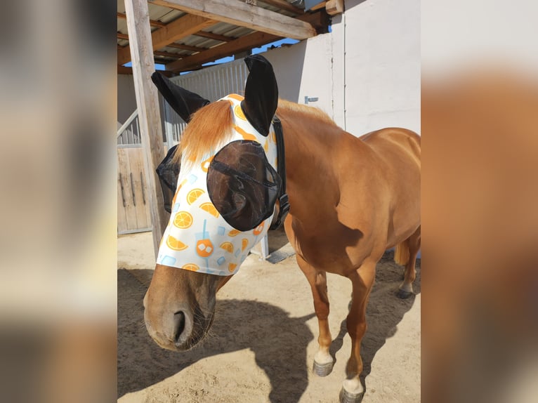 Lusitano Mix Mare 4 years 14.2 hh Chestnut-Red in Riedenburg