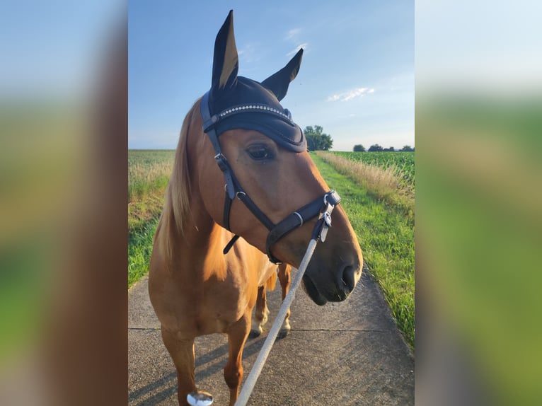 Lusitano Mix Mare 4 years 14.2 hh Chestnut-Red in Riedenburg