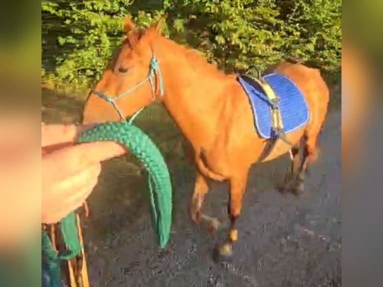 Lusitano Mix Mare 4 years 14.2 hh Chestnut-Red in Riedenburg