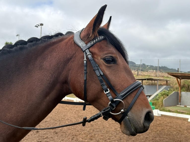 Lusitano Mare 4 years 14,1 hh Brown in San Cristobal De La Laguna Lusitano Mare 4 years 14,1 hh Brown in San Cristobal De La Laguna