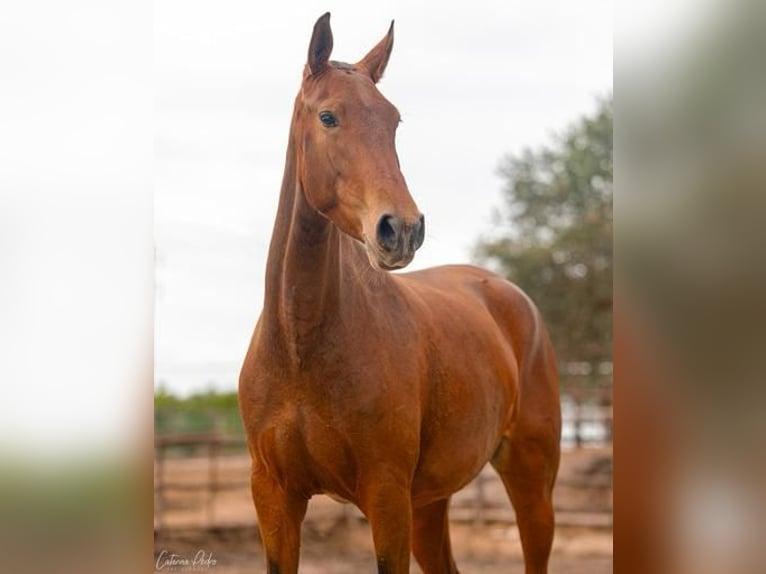 Lusitano Mare 4 years 15,1 hh Brown-Light in Estremoz, Alentejo