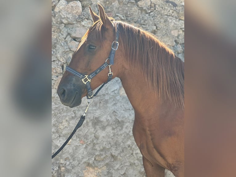 Lusitano Mare 4 years 15,1 hh Chestnut-Red in Dischingen