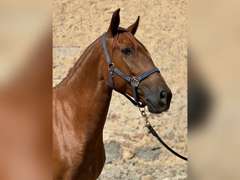 Lusitano Mare 4 years 15,1 hh Chestnut-Red in Dischingen