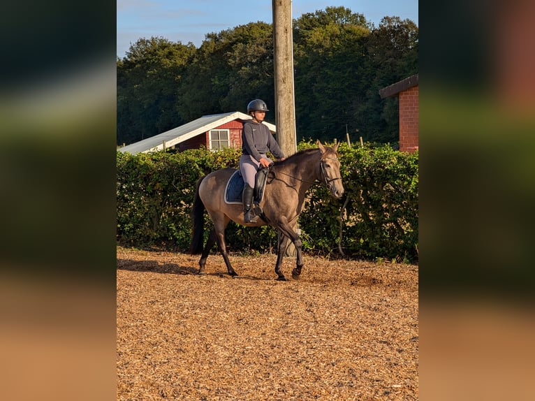 Lusitano Mare 4 years 15,1 hh Dun in Halle
