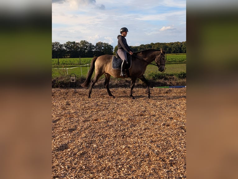 Lusitano Mare 4 years 15,1 hh Dun in Halle