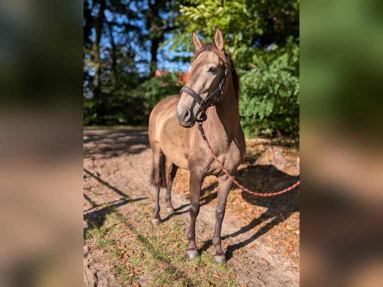 Lusitano Mare 4 years 15,1 hh Dun in Halle