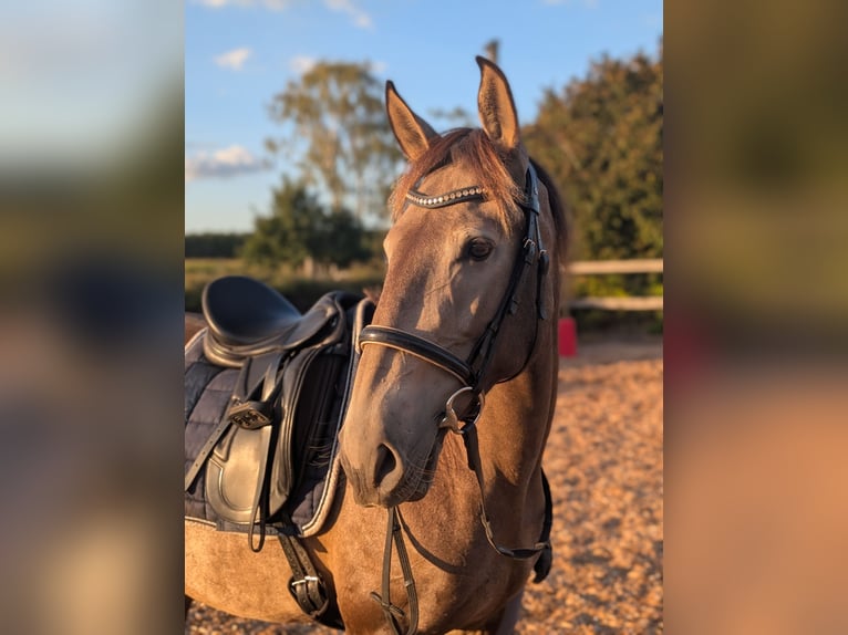 Lusitano Mare 4 years 15,1 hh Dun in Halle