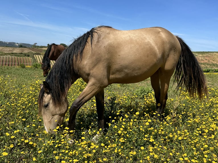 Lusitano Mare 4 years 15.2 hh Dun in Encarnação