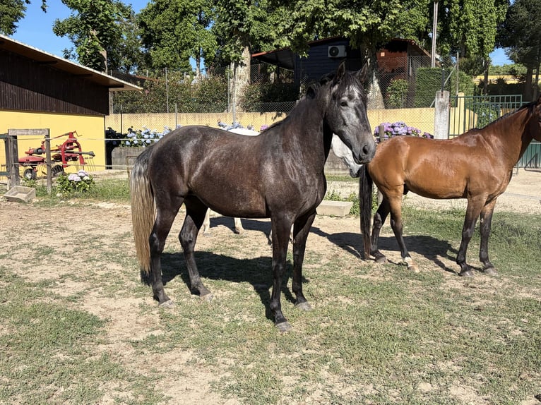 Lusitano Mare 4 years 15.2 hh Grey-Dark-Tan in Amarante