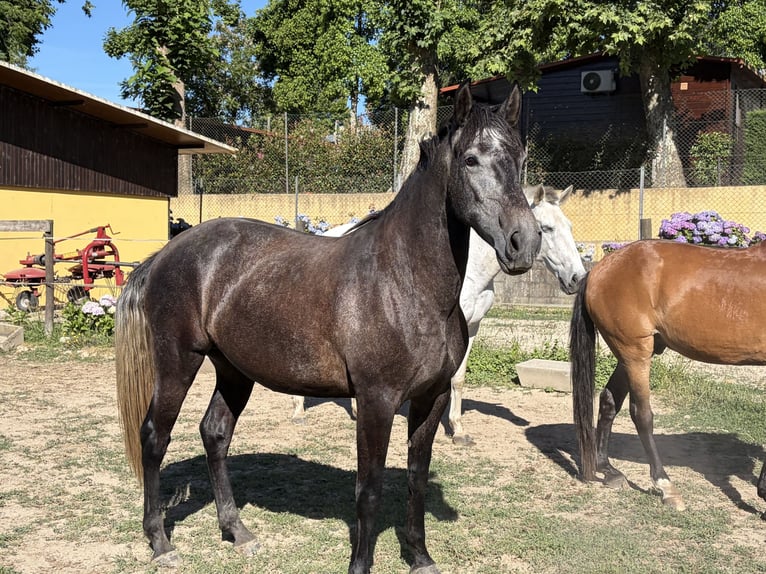 Lusitano Mare 4 years 15.2 hh Grey-Dark-Tan in Amarante