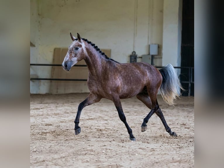 Lusitano Mare 4 years 15.2 hh Grey in El Espinar
