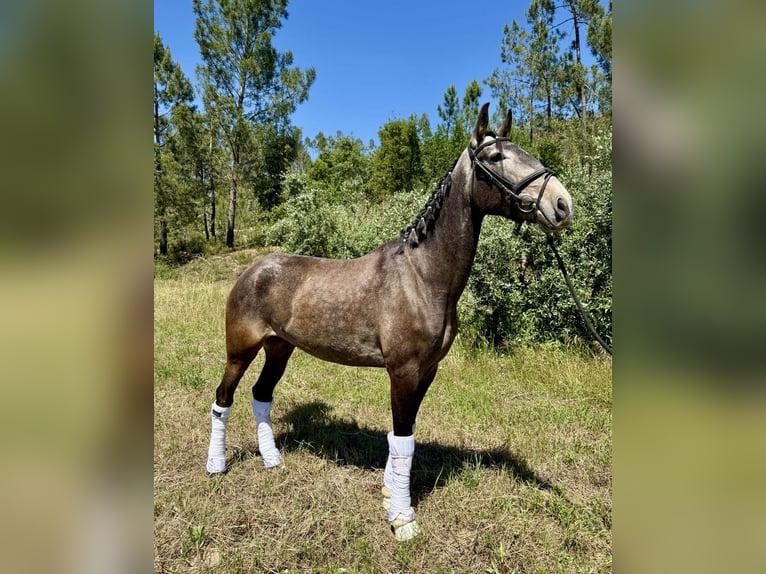 Lusitano Mare 4 years 15.2 hh Grey in Ourém