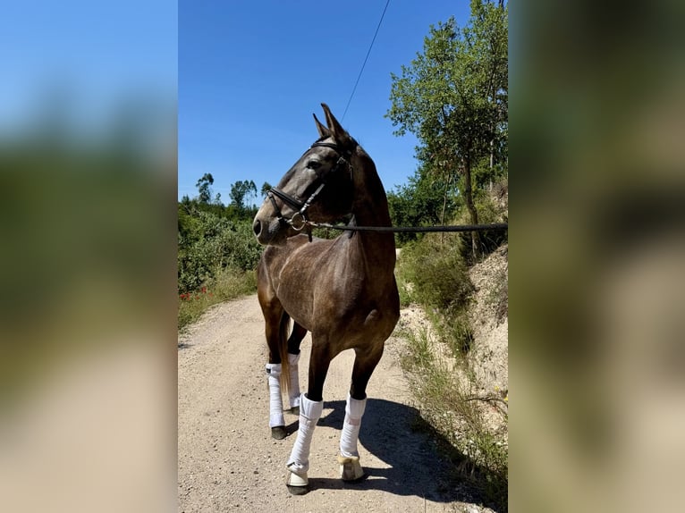 Lusitano Mare 4 years 15.2 hh Grey in Ourém
