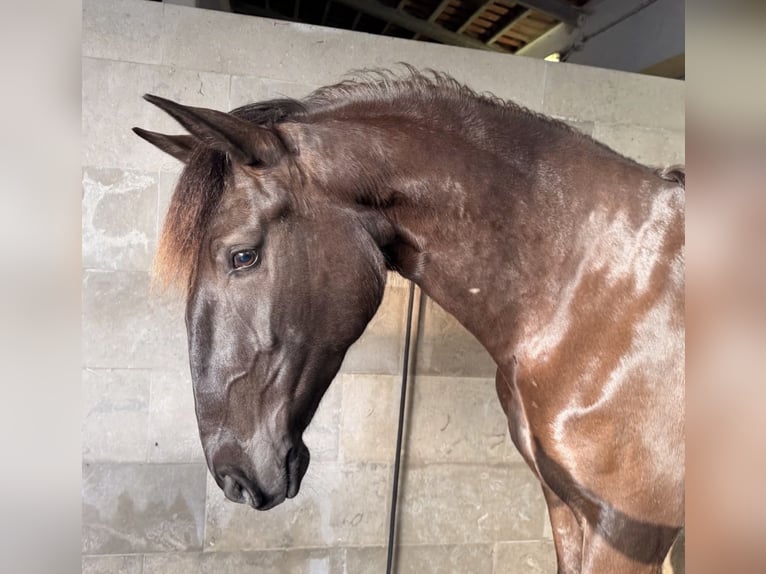 Lusitano Mare 4 years 15.3 hh Black in Caldas da Rainha