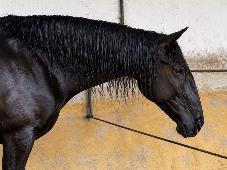 Lusitano Mare 4 years 15.3 hh Black in Caldas da Rainha