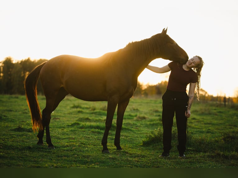 Lusitano Mare 4 years 15 hh Brown in Bielefeld