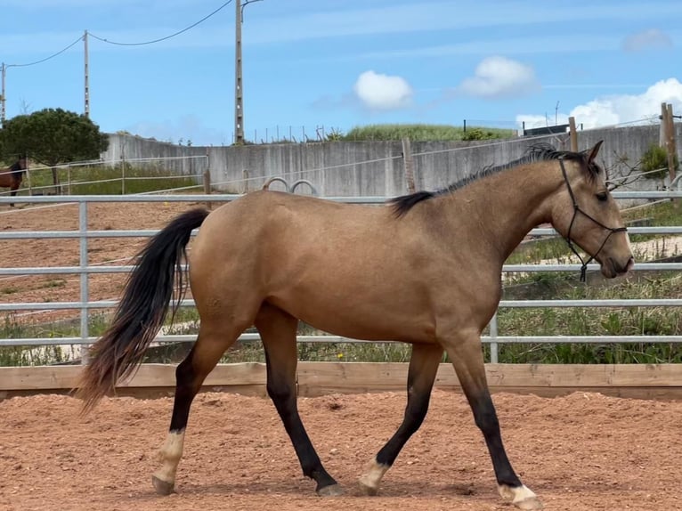 Lusitano Mare 4 years 15,2 hh Dun in Encarnação