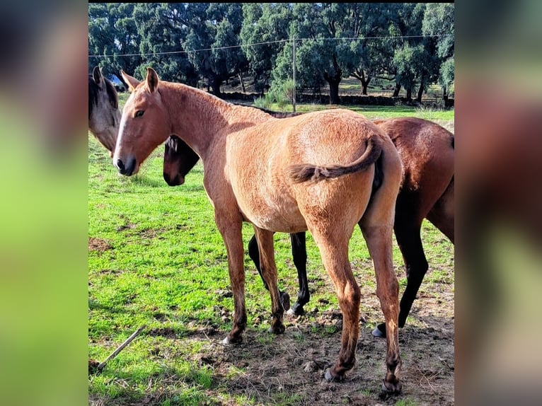 Lusitano Mare 4 years 15,2 hh Dun in Branco