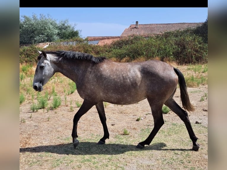 Lusitano Mare 4 years 15,2 hh Dun in Branco