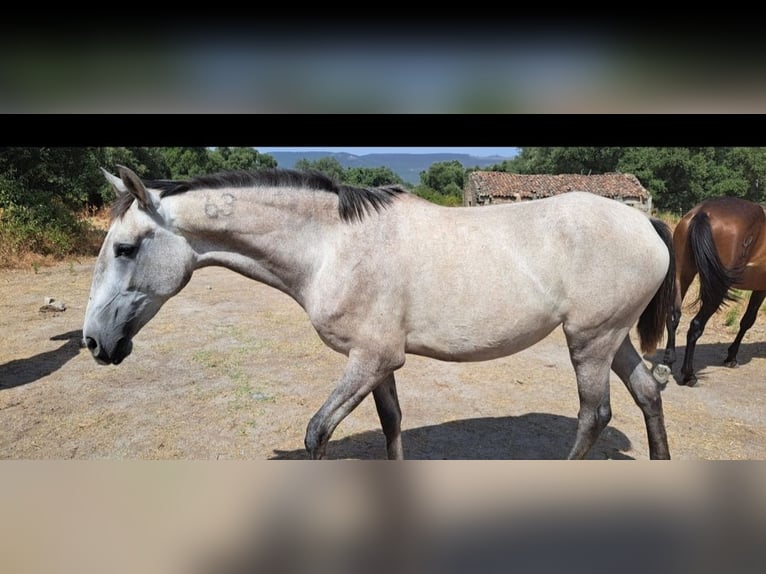 Lusitano Mare 4 years 15,2 hh Dun in Branco