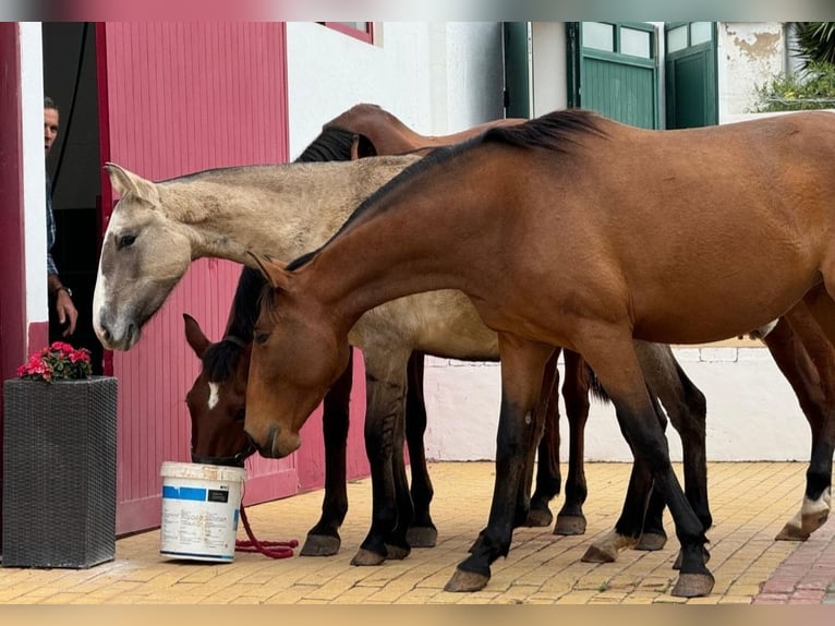 Lusitano Mare 4 years 15,2 hh Dun in Branco