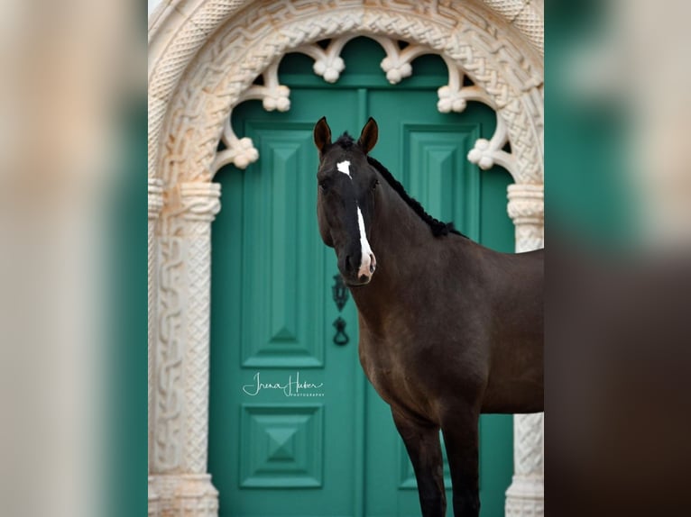 Lusitano Mare 4 years 15,2 hh Dun in Branco