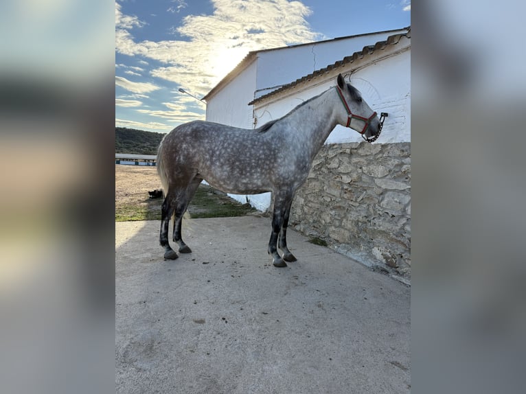Lusitano Mare 4 years 15,2 hh Grey-Dapple in Caceres Lusitano Mare 4 years 15,2 hh Grey-Dapple in Caceres