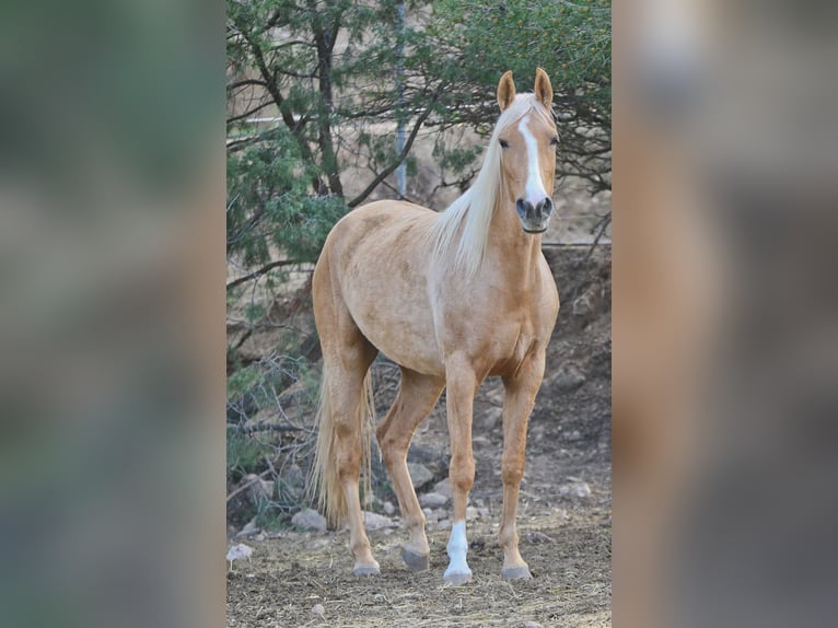 Lusitano Mix Mare 4 years 15,2 hh Palomino in Alcoi/Alcoy