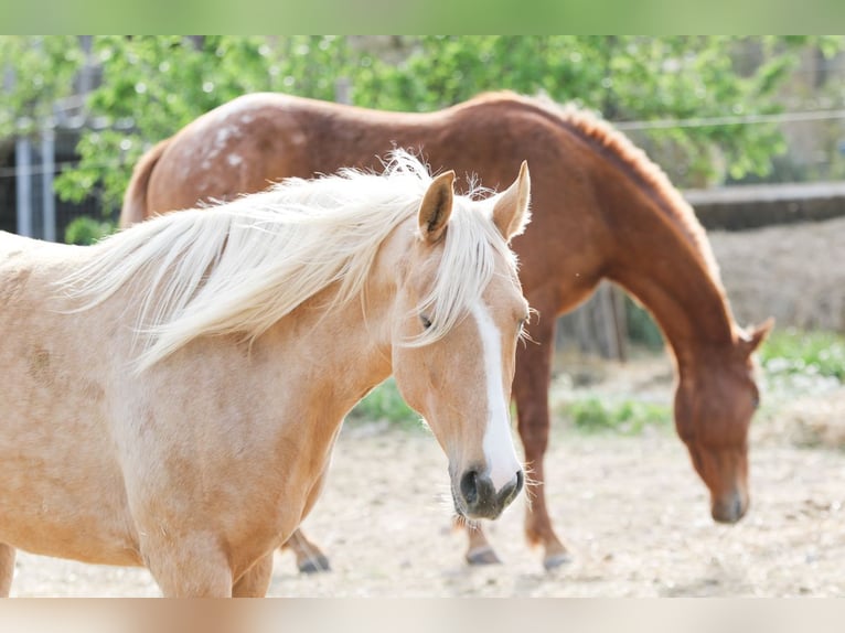 Lusitano Mix Mare 4 years 15,2 hh Palomino in Alcoi/Alcoy