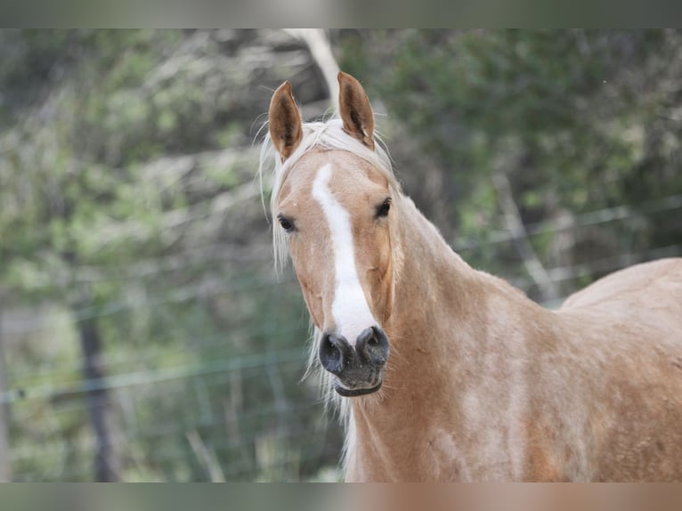 Lusitano Mix Mare 4 years 15,2 hh Palomino in Alcoi/Alcoy