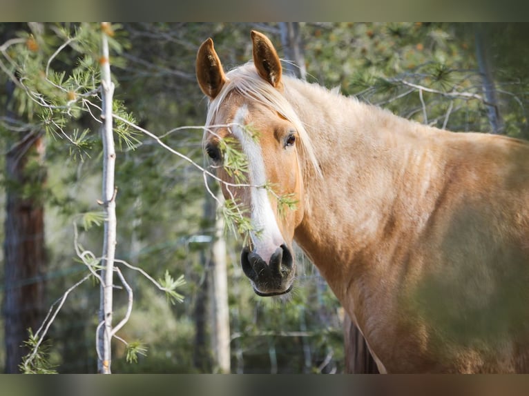 Lusitano Mix Mare 4 years 15,2 hh Palomino in Alcoi/Alcoy