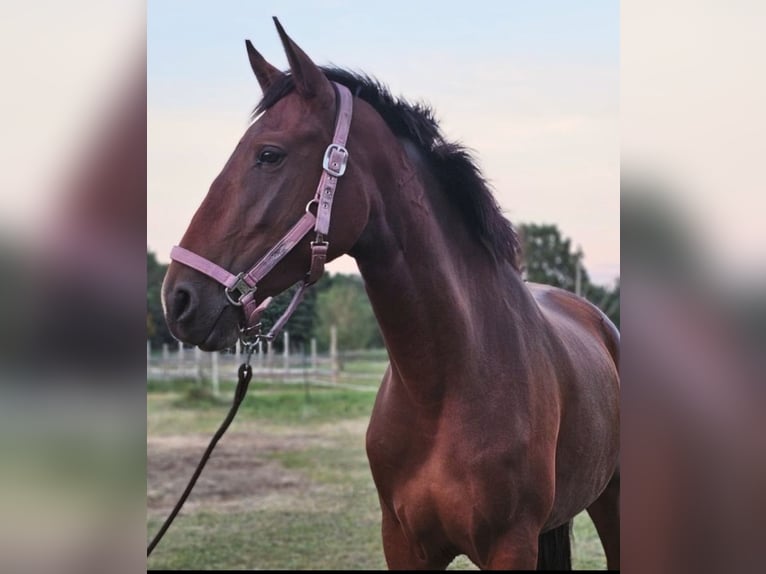 Lusitano Mare 4 years 15,3 hh Brown in Thyrow