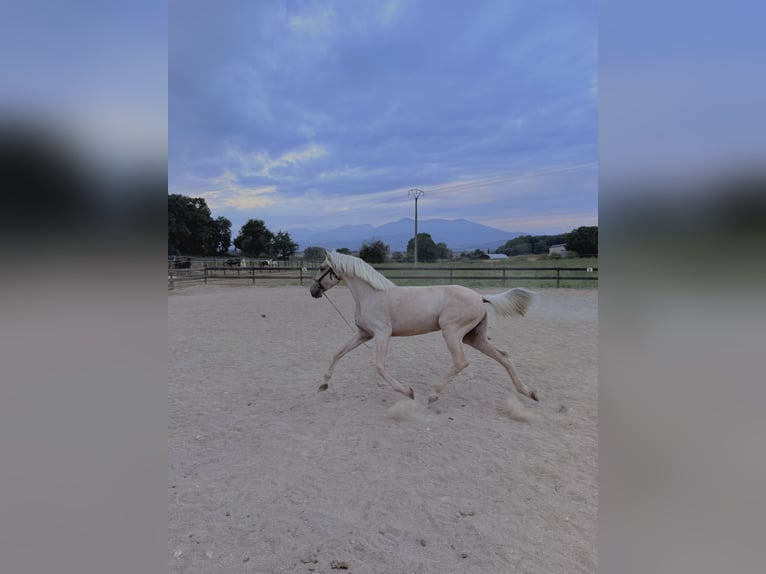 Lusitano Mare 4 years 15,3 hh Perlino in Pedrinya (Ajuntament Crespia)