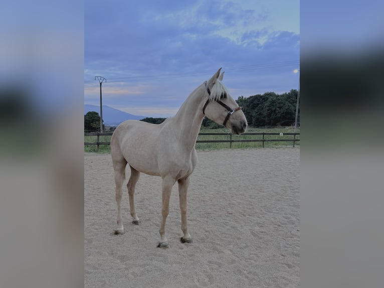 Lusitano Mare 4 years 15,3 hh Perlino in Pedrinya (Ajuntament Crespia)