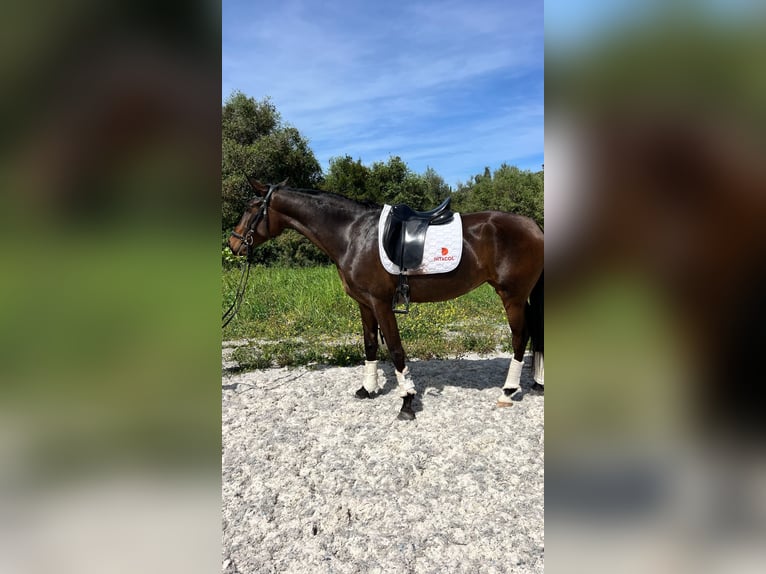 Lusitano Mare 4 years 16.1 hh Brown in São bras de Alportel