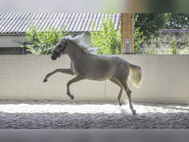 Lusitano Mare 4 years 16,1 hh Pearl in Wöllstein
