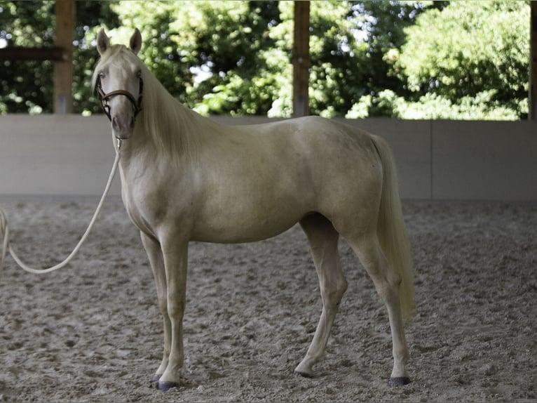Lusitano Mare 4 years 16,1 hh Pearl in Wöllstein